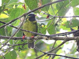 Image of Green-and-black Fruiteater