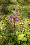 Image of jeweled shootingstar