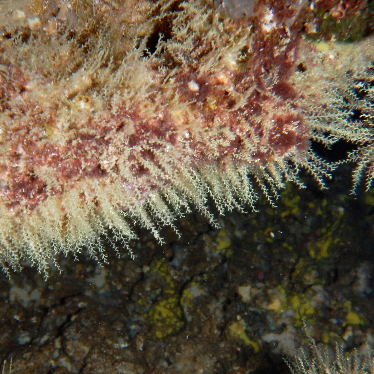 صورة Sertularella mediterranea Hartlaub 1901