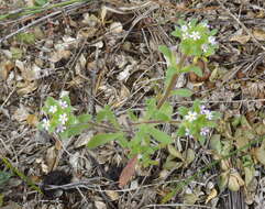 Image of Zaluzianskya gracilis O. M. Hilliard