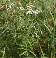 Image of Achillea salicifolia Bess.