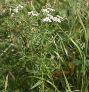 صورة Achillea salicifolia Bess.