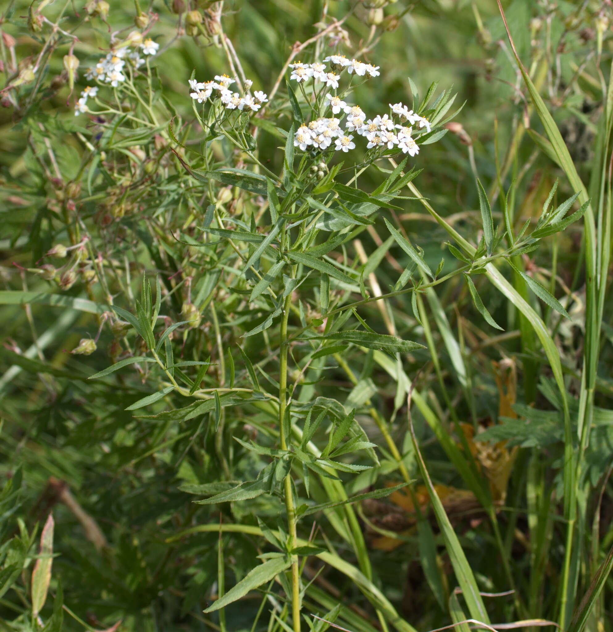 Image of Achillea salicifolia Bess.