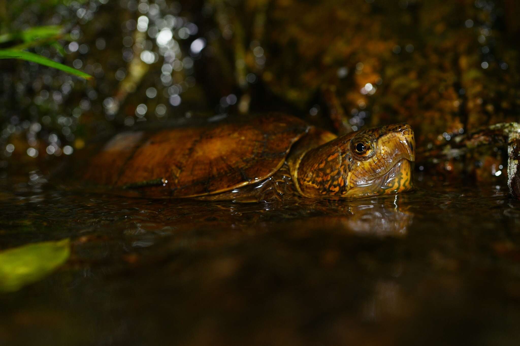 Image of Big-headed Turtle