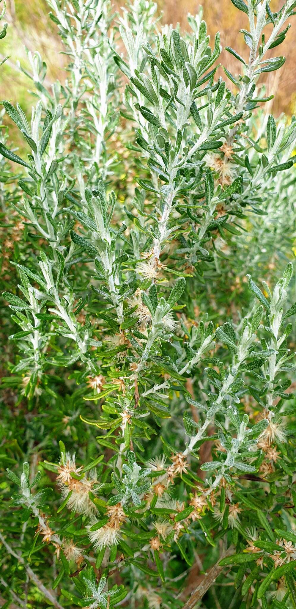 Image de Olearia axillaris (DC.) F. Müll.