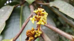 صورة Otoba gordoniifolia (DC.) A. H. Gentry