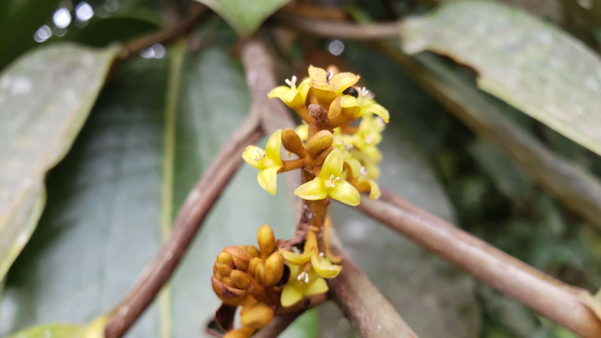 Image of Otoba gordoniifolia (DC.) A. H. Gentry