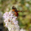 Image of Ectophasia oblonga (Robineau-Desvoidy 1830)