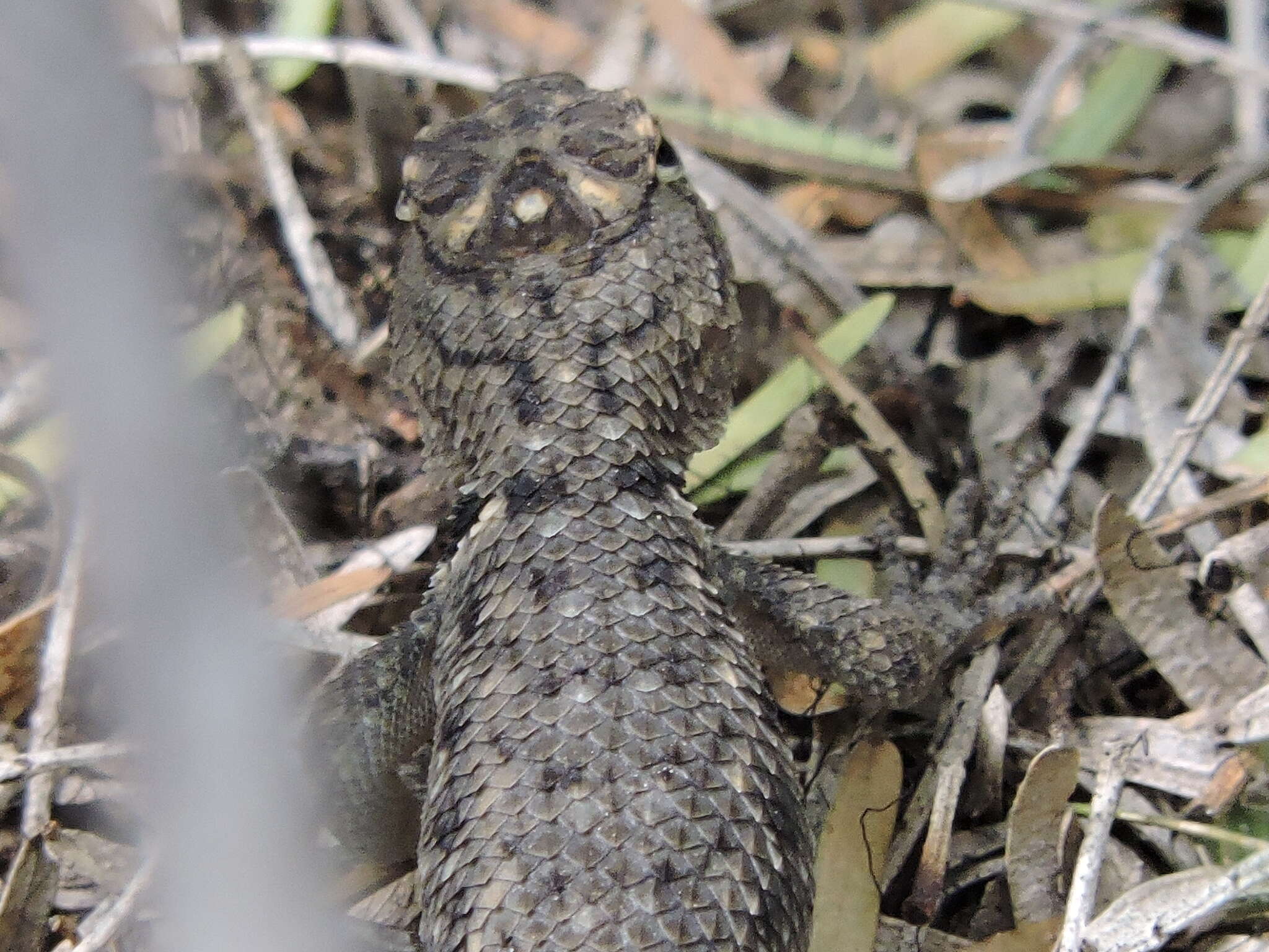 Image of Barred Spiny Lizard