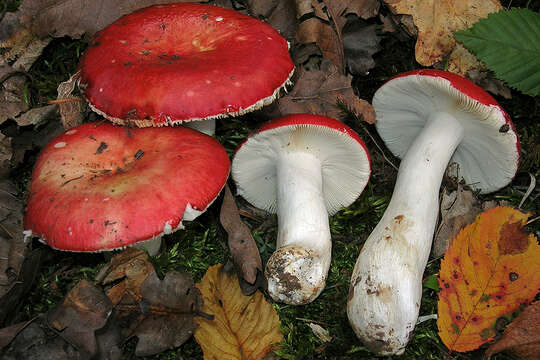 Image of Russula tinctipes J. Blum ex Bon 1986