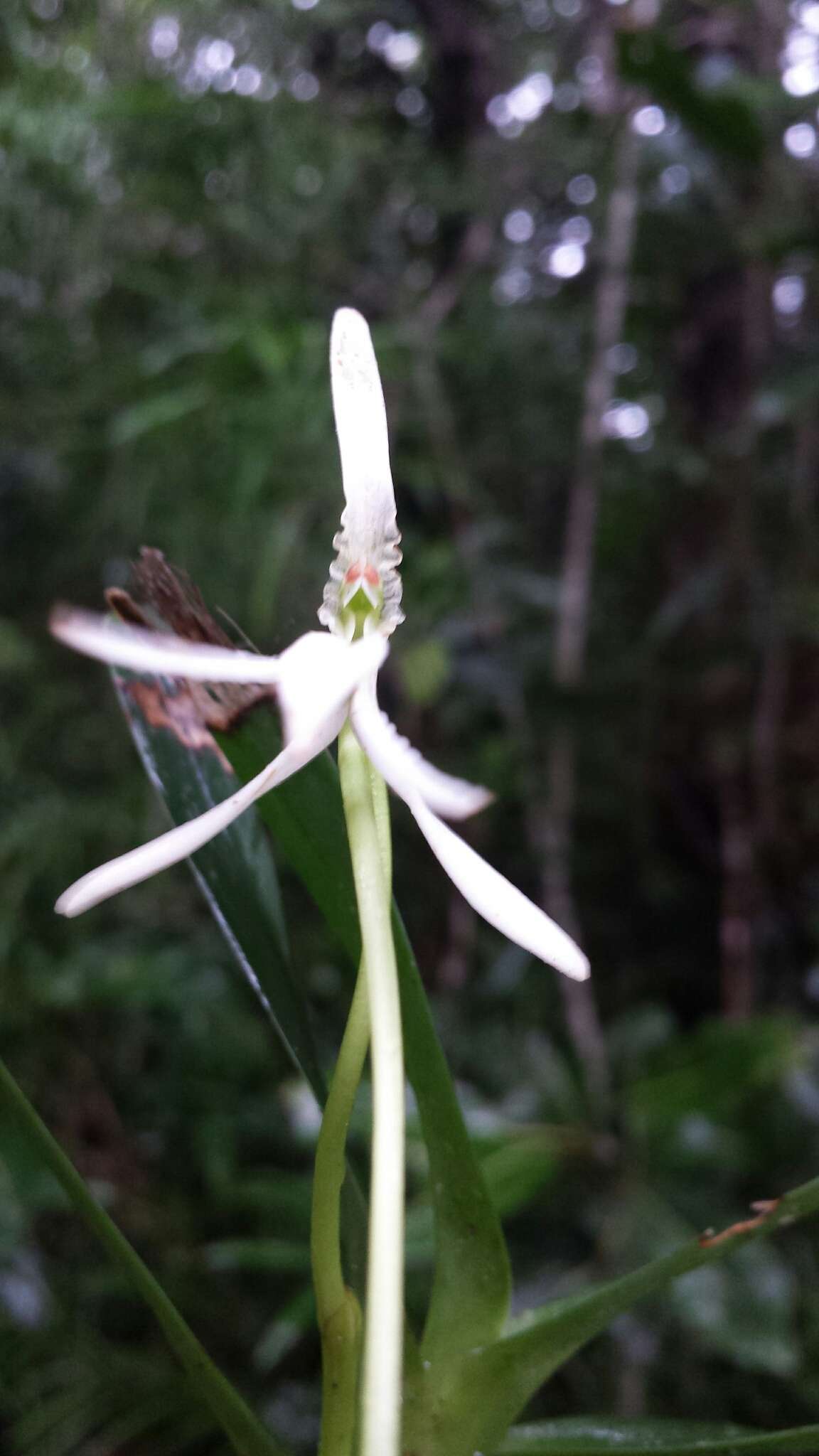 Image of Jumellea arborescens H. Perrier