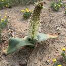 Image of Lachenalia alba W. F. Barker ex G. D. Duncan