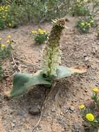 Image of Lachenalia alba W. F. Barker ex G. D. Duncan