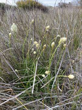 <i>Ptilotus macrocephalus</i>的圖片