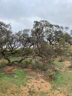 Sivun Acacia oswaldii F. Muell. kuva