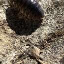 Imagem de Armadillidium argolicum Verhoeff 1907