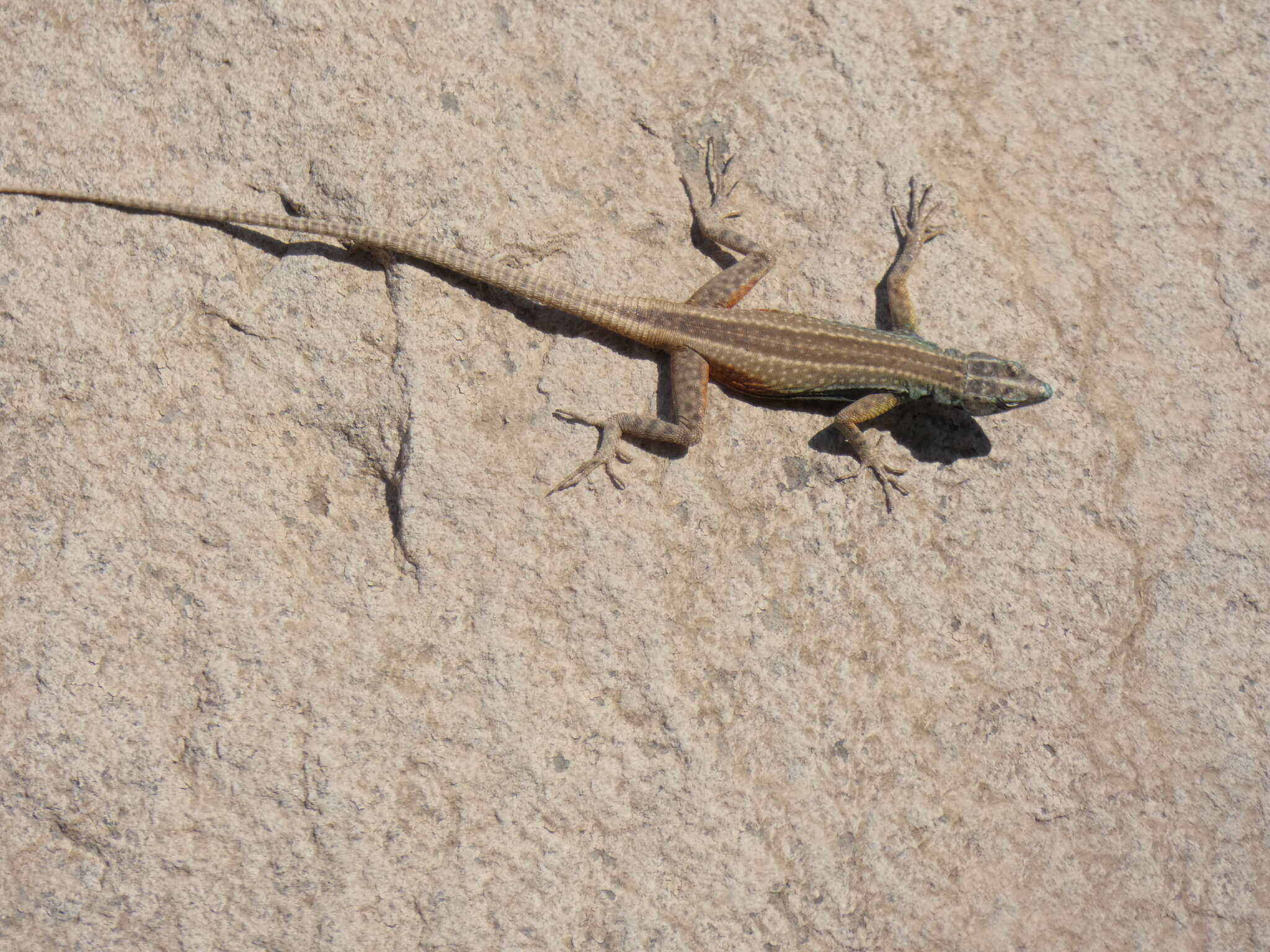 Image de Platysaurus broadleyi Branch & Whiting 1997