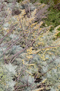 Image of Artemisia arborescens L.