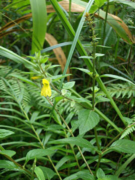 Image of Adenosma camphoratum (Vahl) Hook. fil.