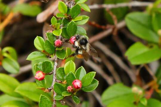 Image of Bombus vancouverensis Cresson 1879