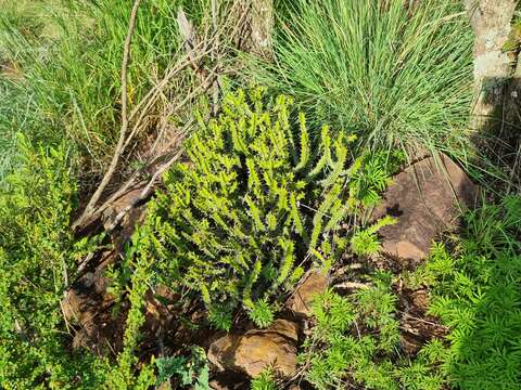 Image of Euphorbia griseola subsp. griseola