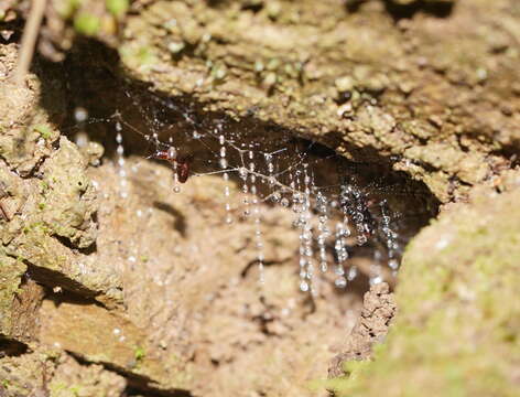 Image of Otway Glowworm