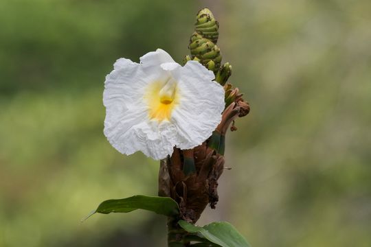 Image of Malay Ginger