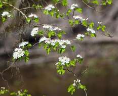 Image de Crataegus marshallii Eggleston