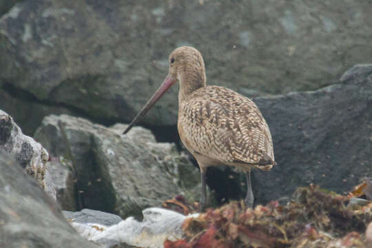 Image of Limosa Brisson 1760