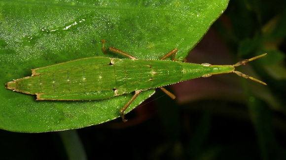 Image of <i>Omura congrua</i> Walker & F. 1870
