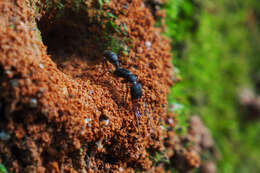 Image of Harpegnathos venator (Smith 1858)