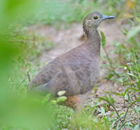 Image of Undulated Tinamou