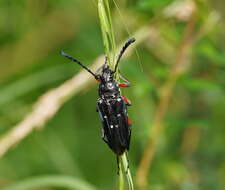 Image of Distichocera thomsonella White 1859