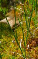 Image of pod-grass family