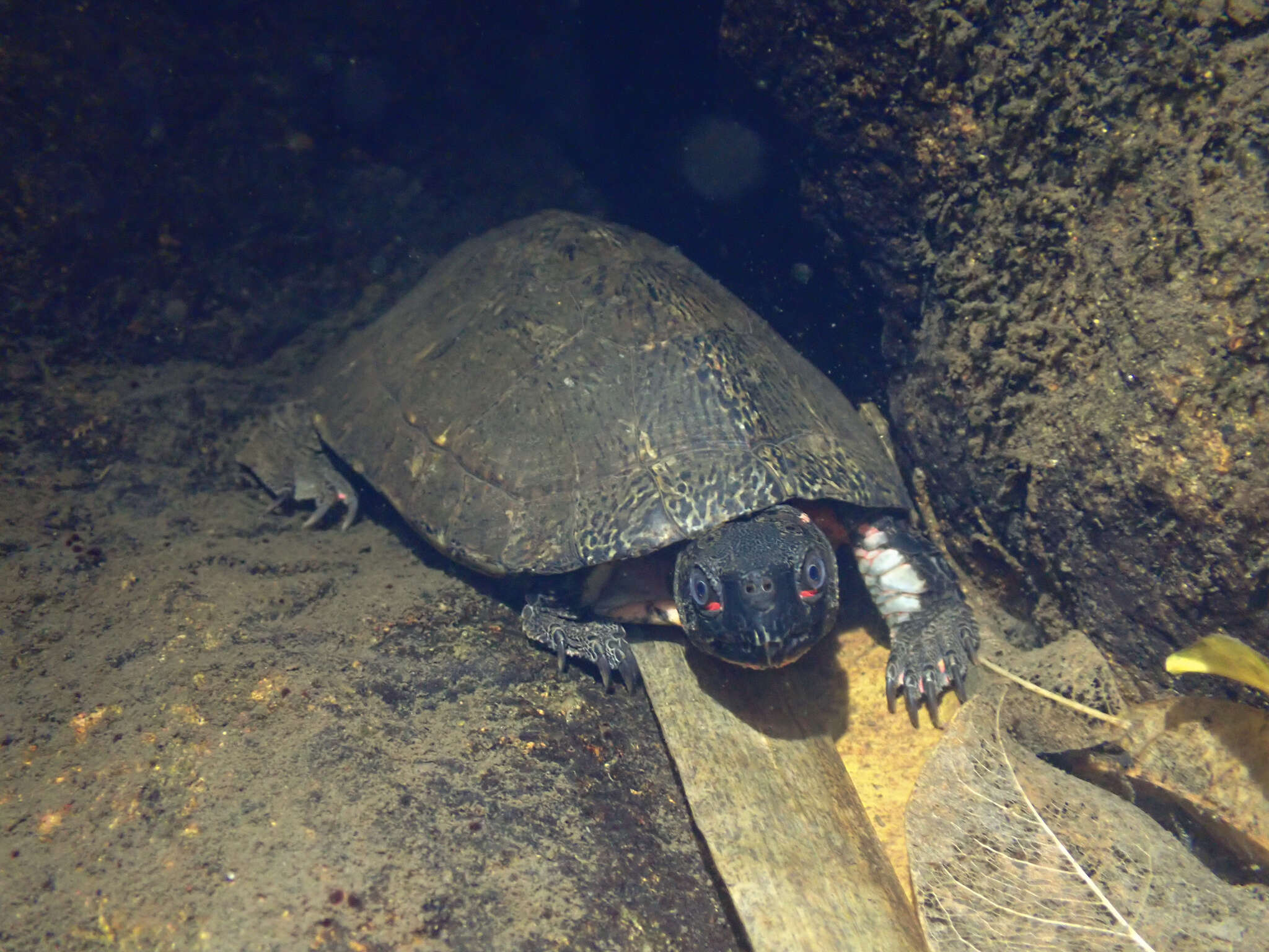 Image of Beale's Eyed Turtle