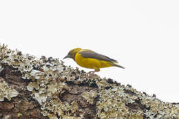 Image of Olive-headed Weaver