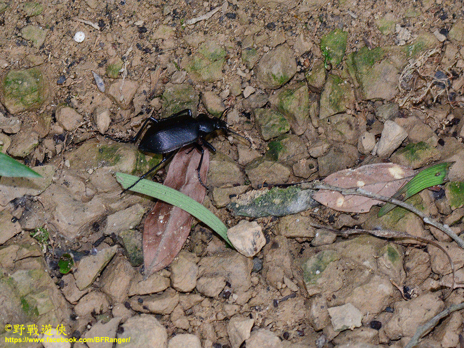 Image of <i>Calosoma maximowiczi</i>