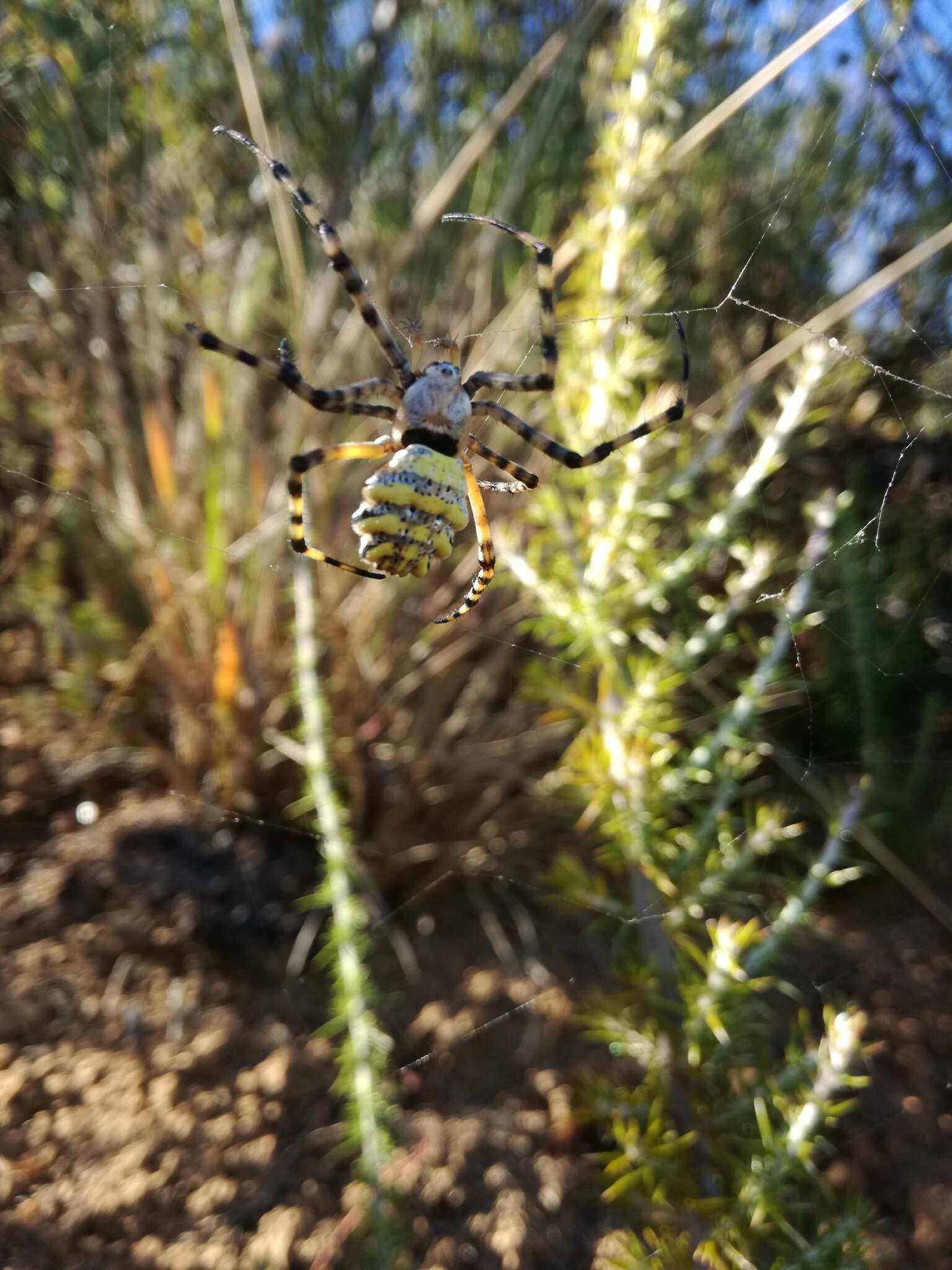 Image of Argiope australis (Walckenaer 1805)