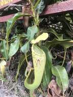 Image of Nepenthes chaniana C. Clarke, Chi. C. Lee & S. McPherson