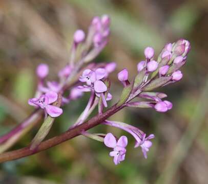 Image de Orchis brancifortii Biv.