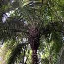 Image of Bactris vulgaris Barb. Rodr.