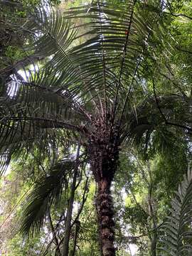 Bactris vulgaris Barb. Rodr.的圖片