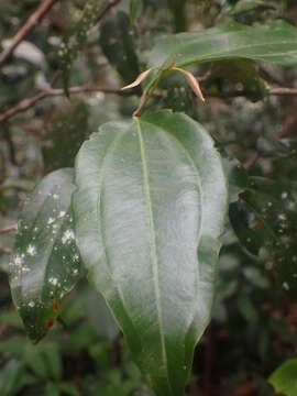 صورة Rhodamnia acuminata C. T. White