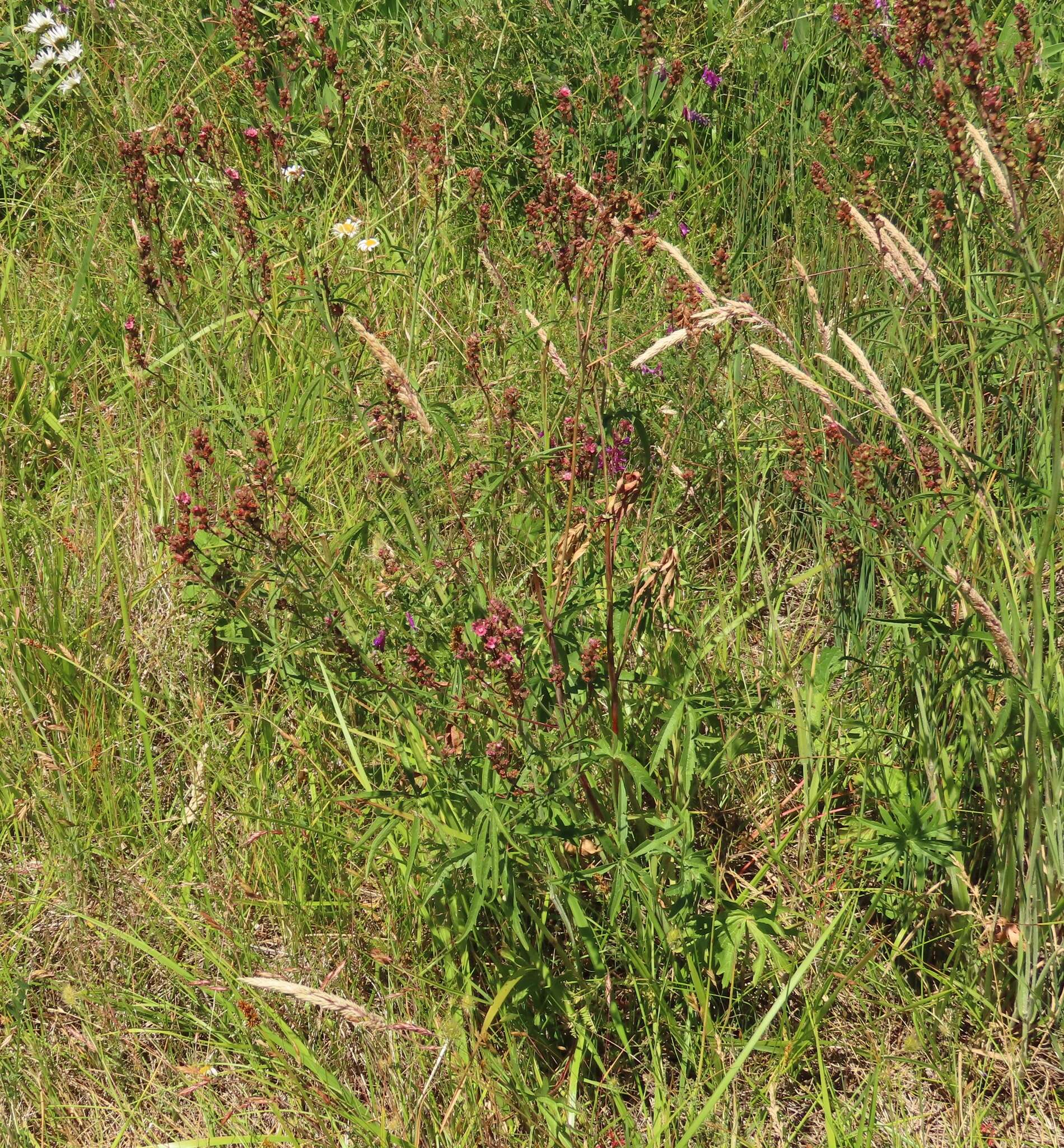 Plancia ëd Sidalcea nelsoniana Piper