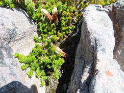 Image de Erica banksia subsp. banksia