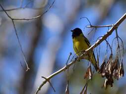 Image of Hooded Siskin