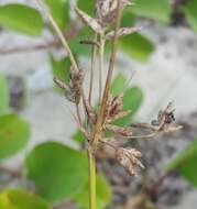 Image of Cyperus bulbosus Vahl