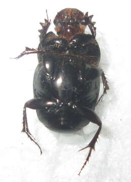 Imagem de Euonthophagus carbonarius (Klug 1855)