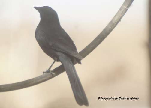 Melaenornis edolioides (Swainson 1837) resmi