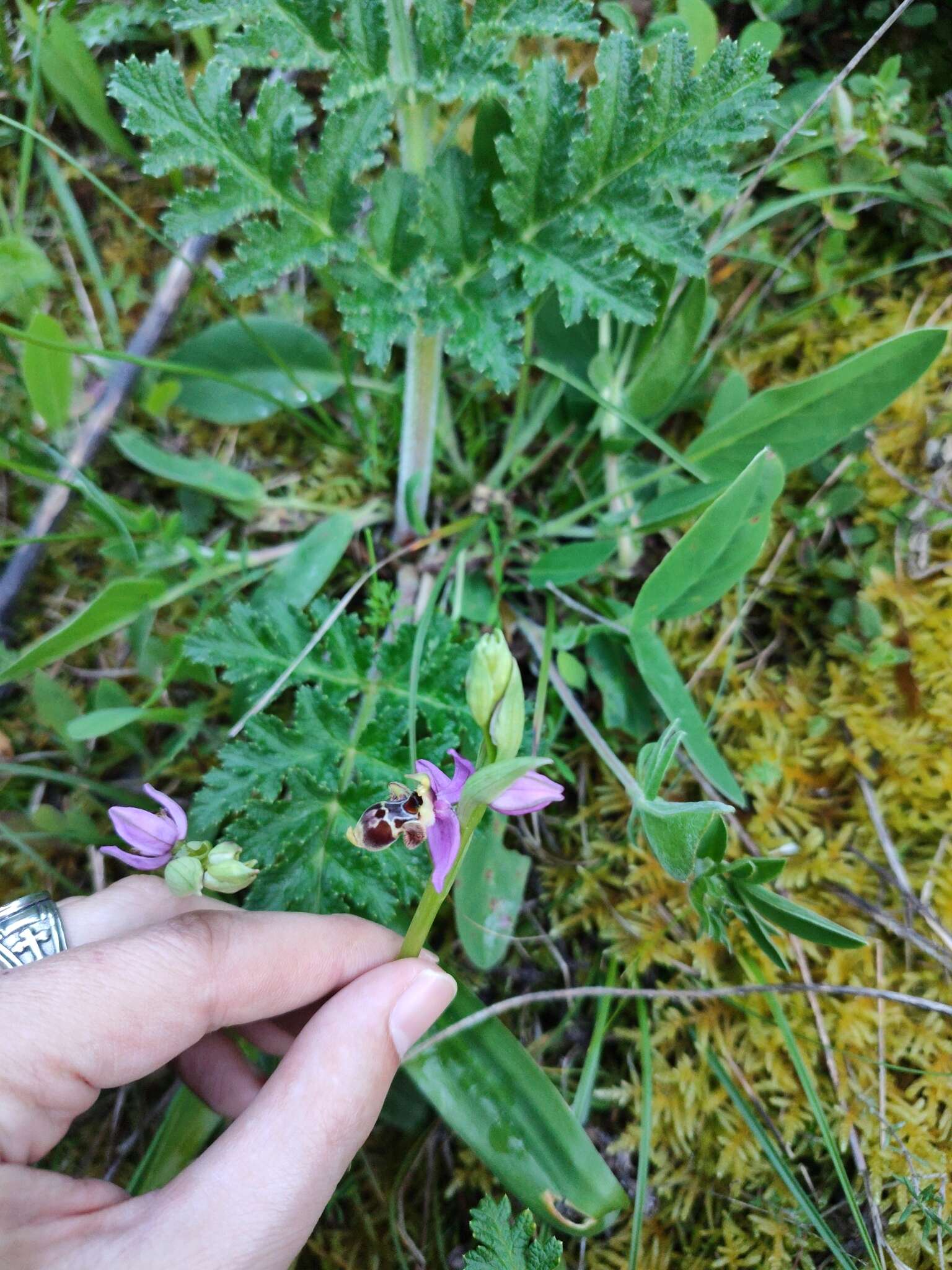 Image of Ophrys scolopax subsp. scolopax